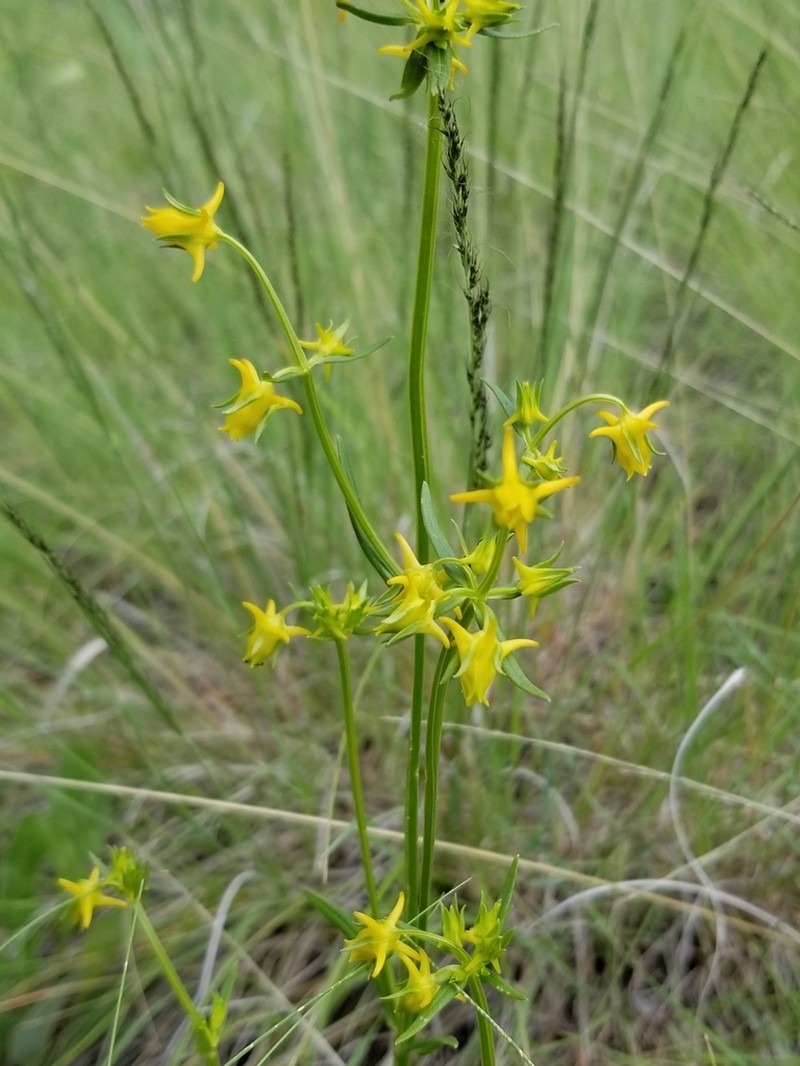 Mt. Graham Spurred-Gentian photo 3
