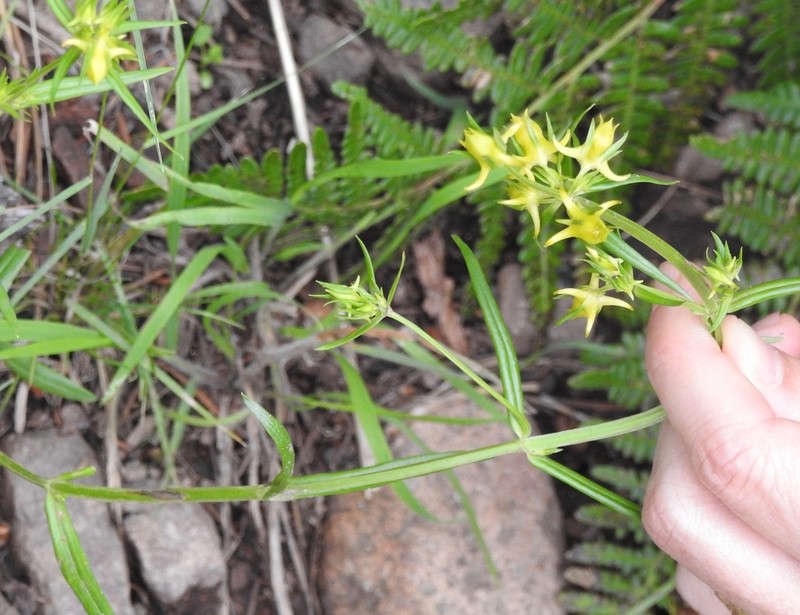 Mt. Graham Spurred-Gentian photo 5