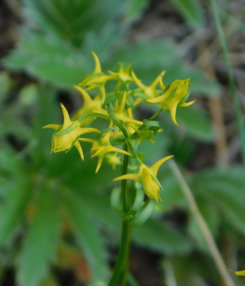 Mt. Graham Spurred-Gentian photo 7