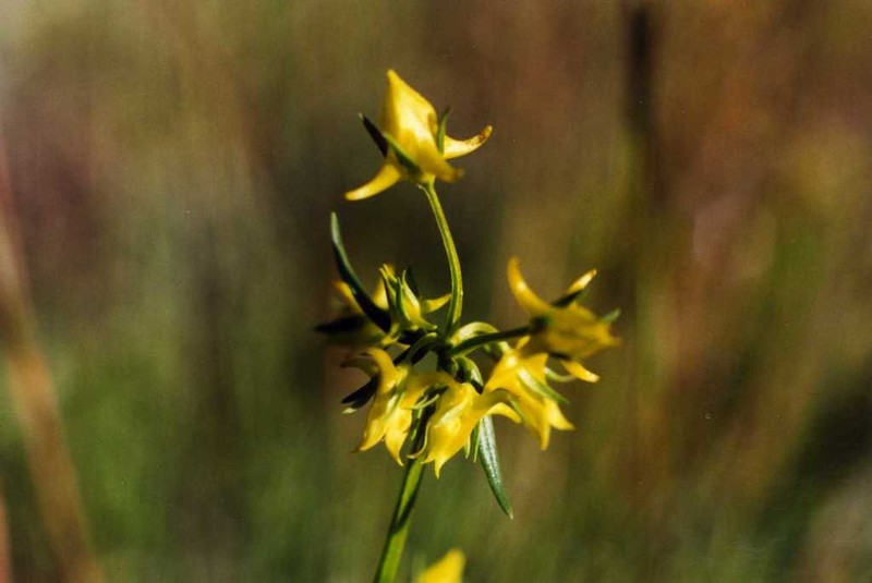 Mt. Graham Spurred-Gentian photo 8