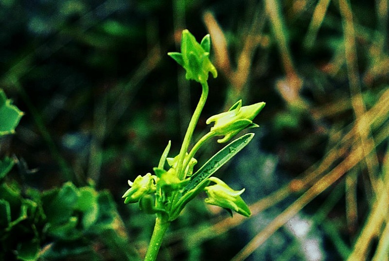 Halenia umbellata