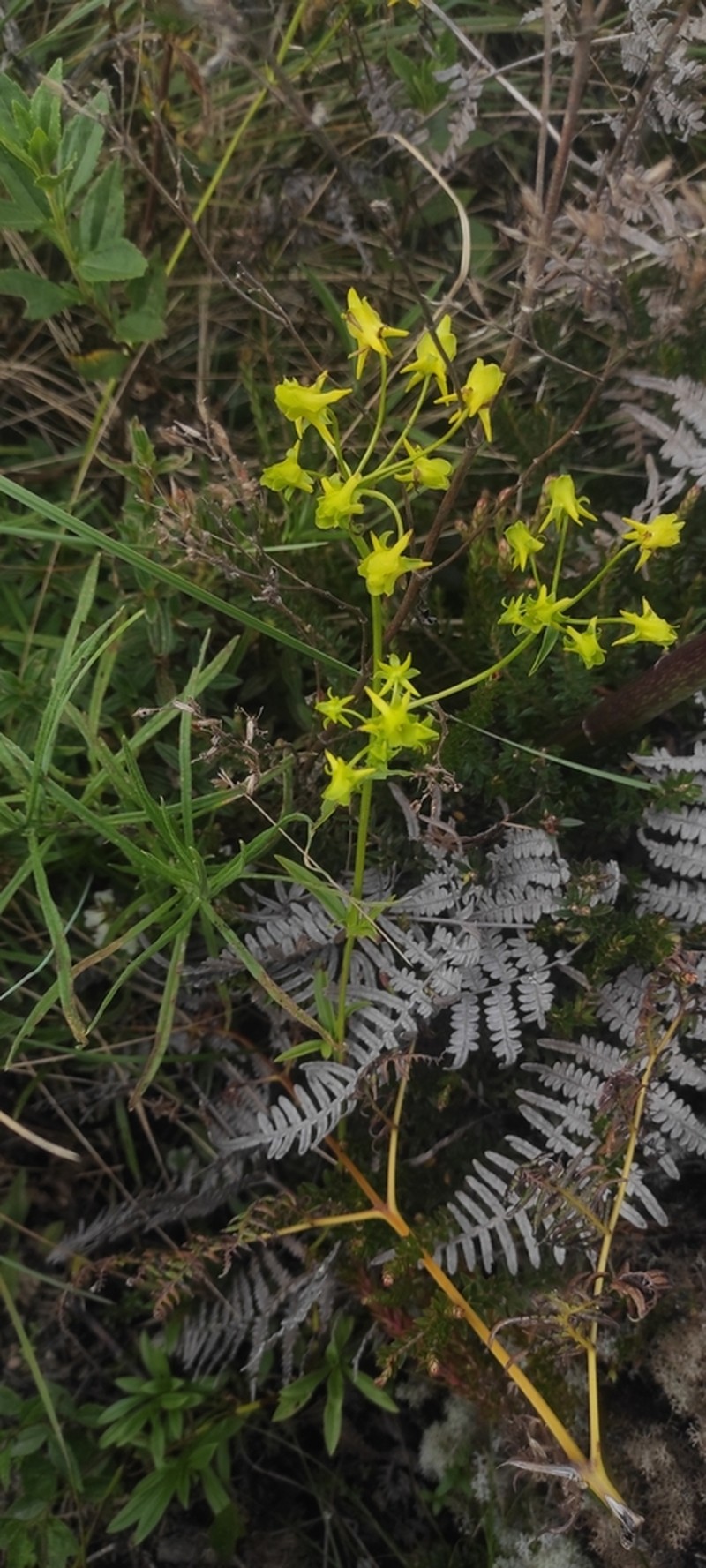 Halenia umbellata photo 2