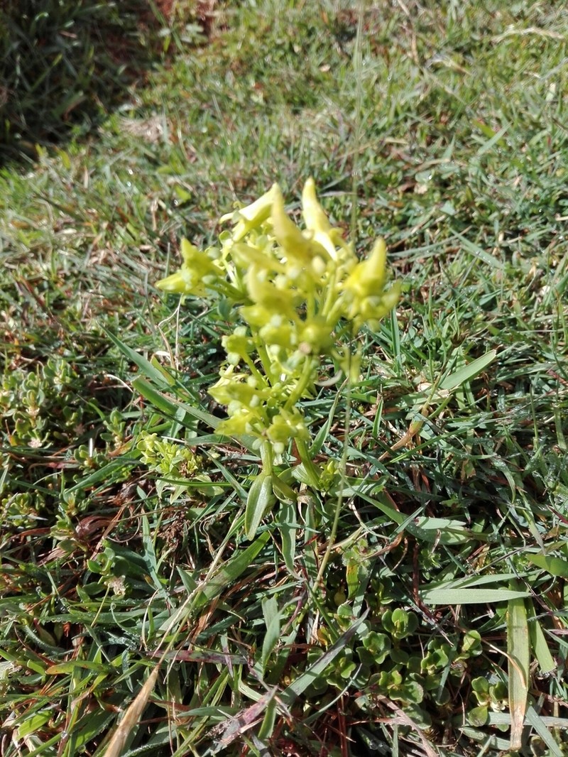 Halenia umbellata photo 3