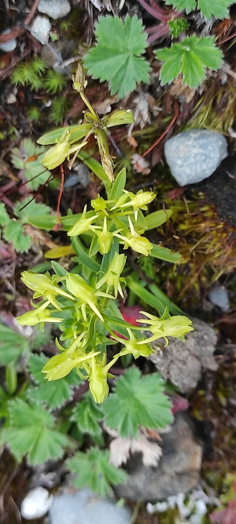 Halenia umbellata photo 4