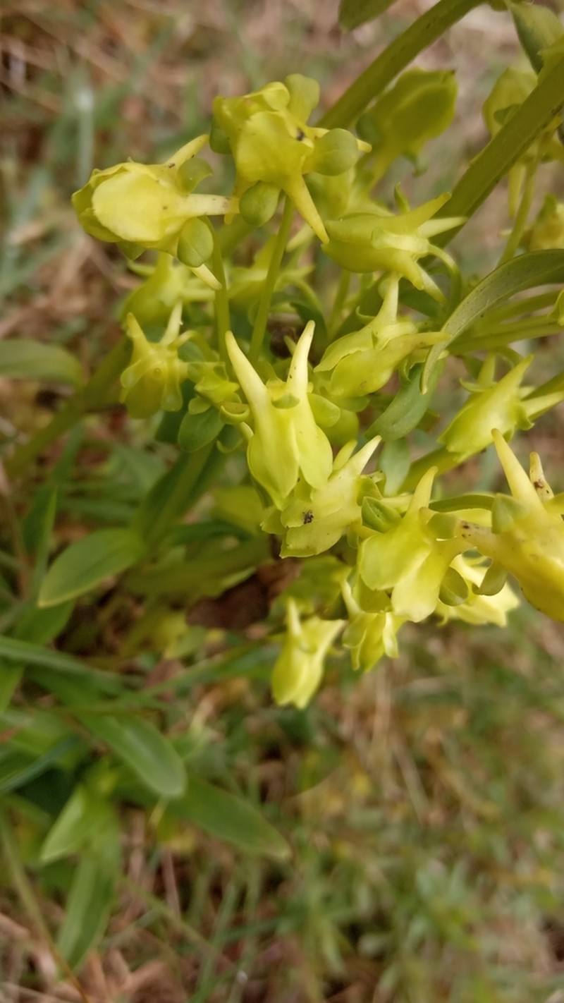 Halenia umbellata photo 5