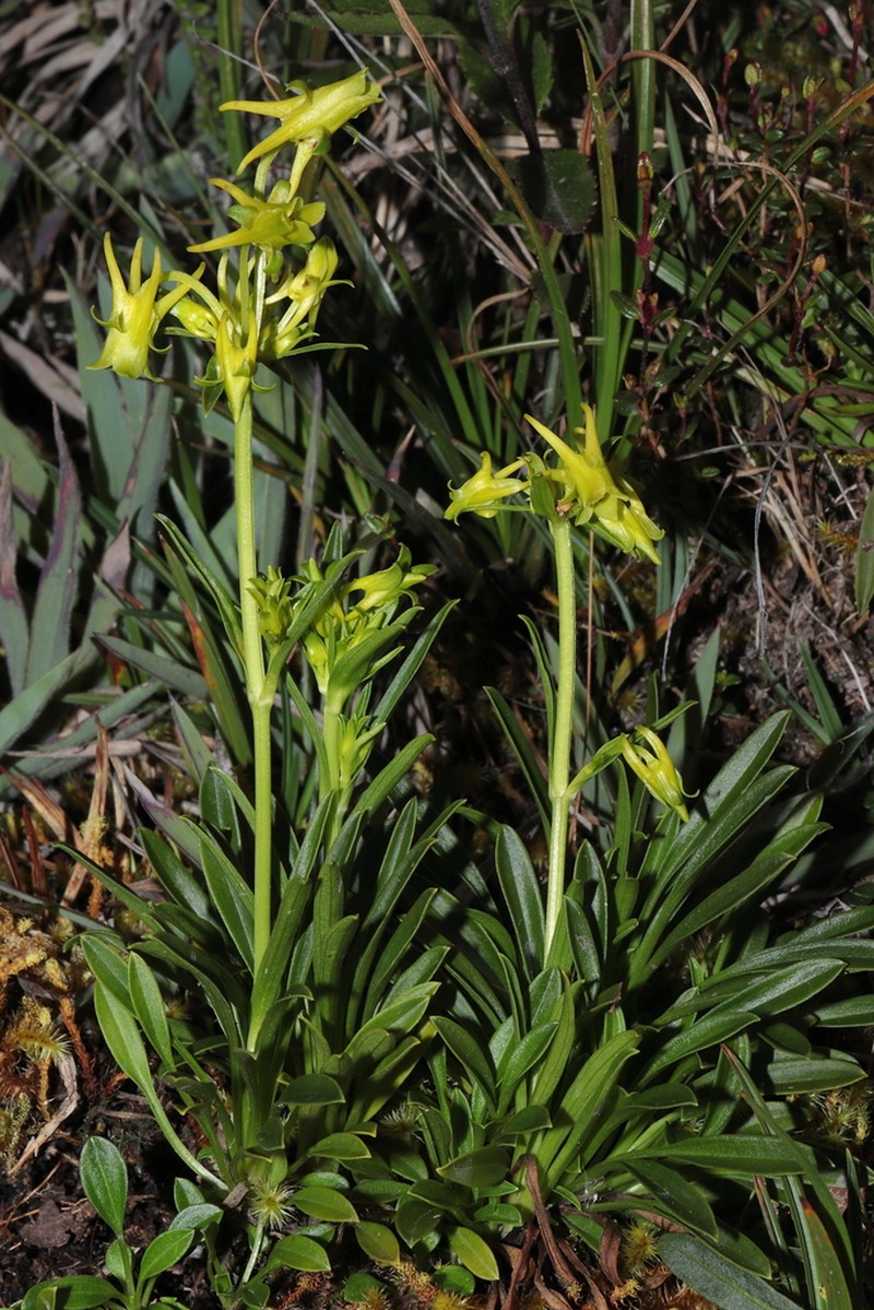 Halenia umbellata photo 6