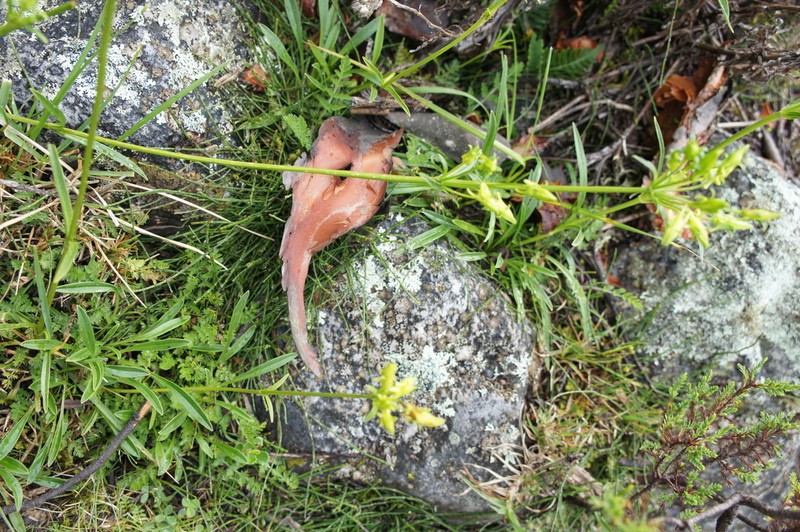 Halenia umbellata photo 7