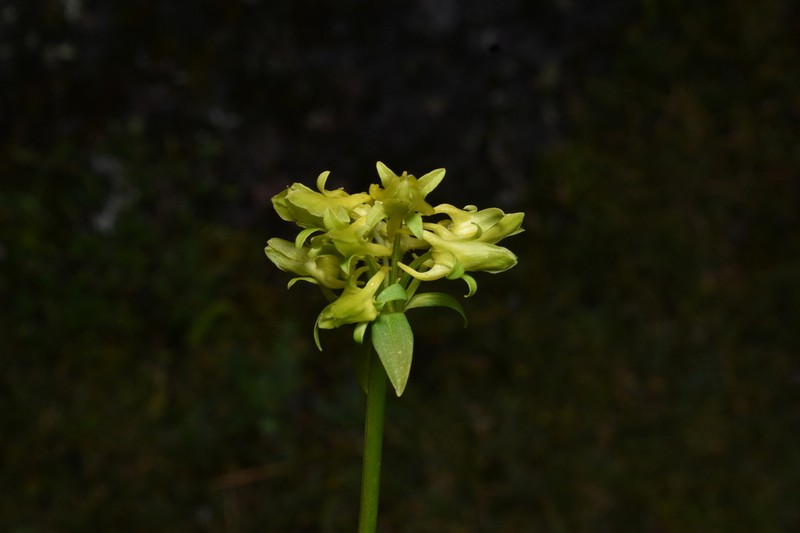 Halenia umbellata photo 8