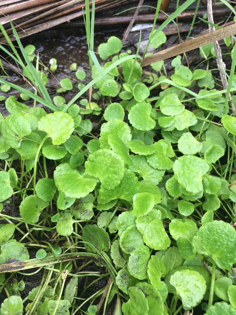 Alkali Buttercup