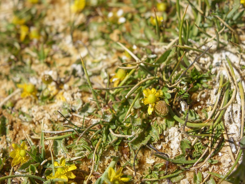 Alkali Buttercup photo 2