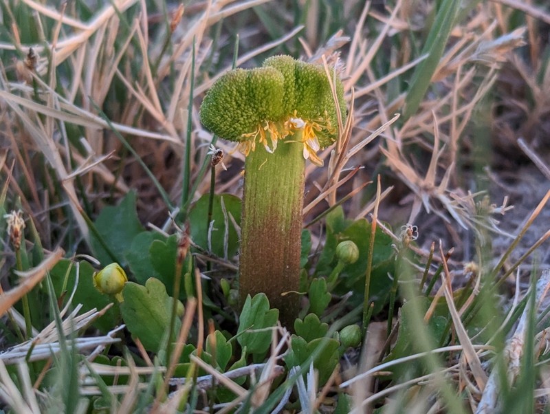 Alkali Buttercup photo 3