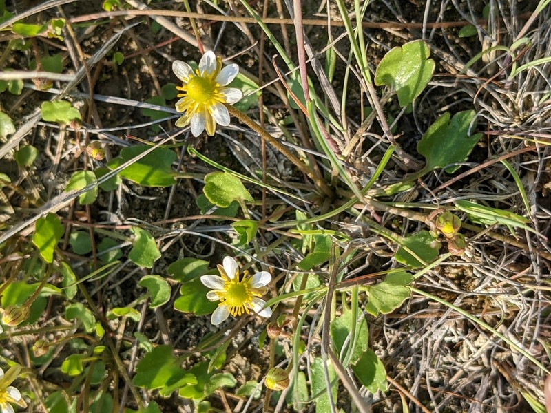 Alkali Buttercup photo 4