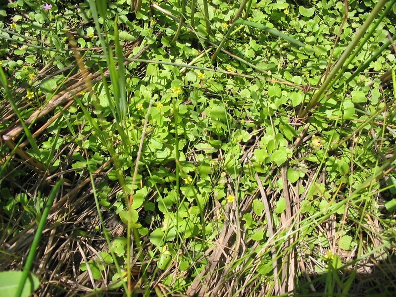 Alkali Buttercup photo 6