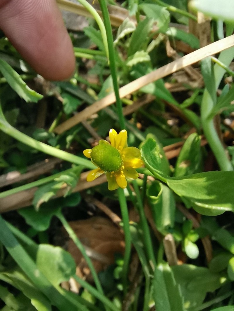 Alkali Buttercup photo 7