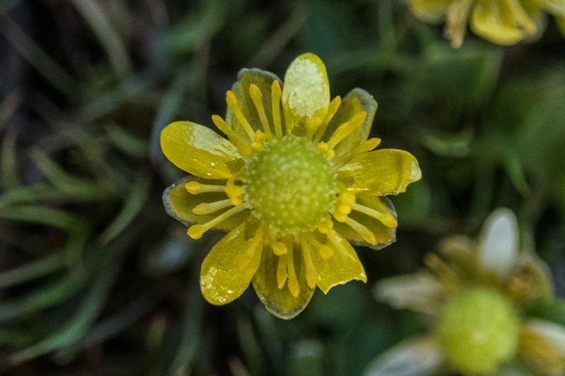 Alkali Buttercup photo 8