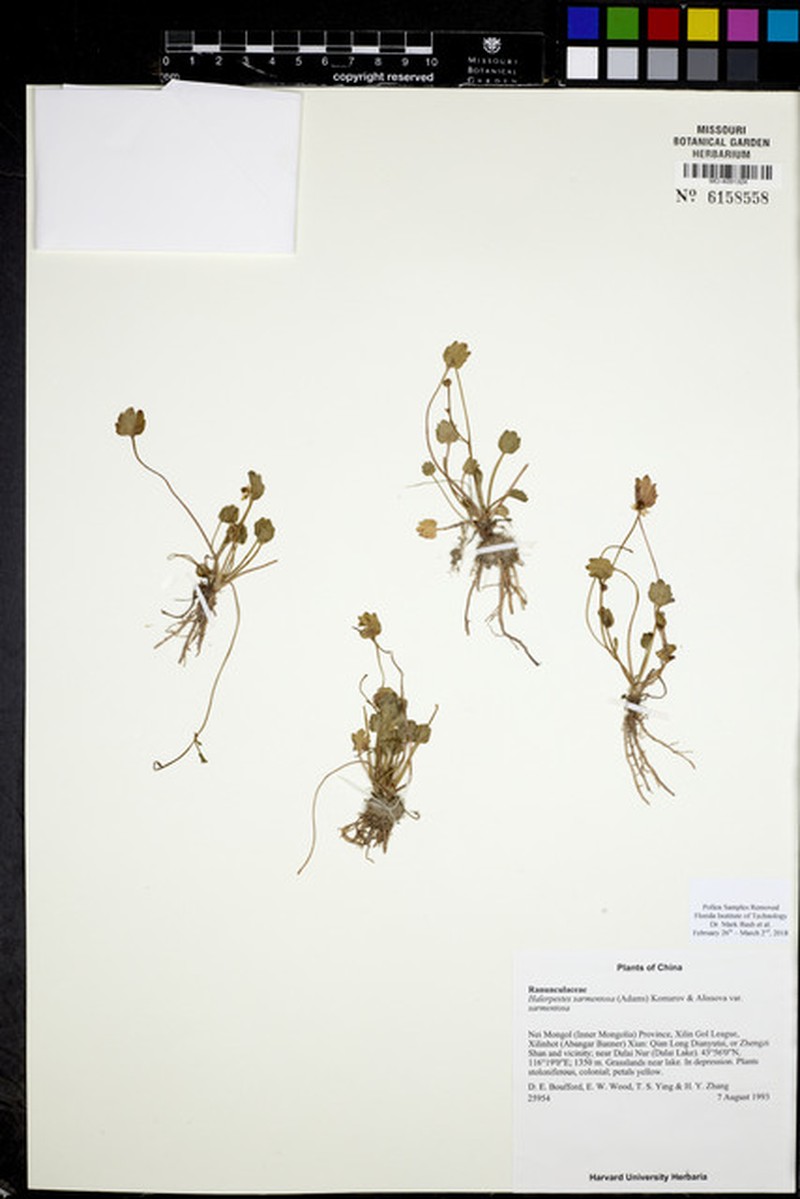 Halerpestes sarmentosa var. sarmentosa