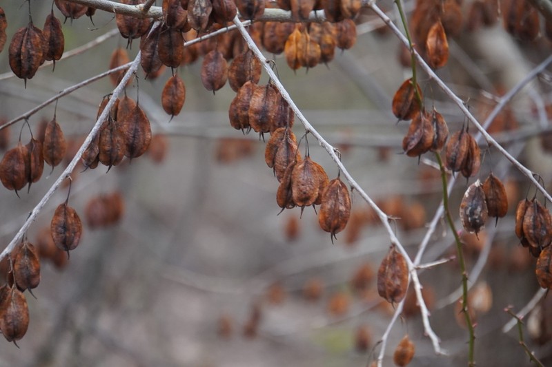 Mountain Silverbell photo 3