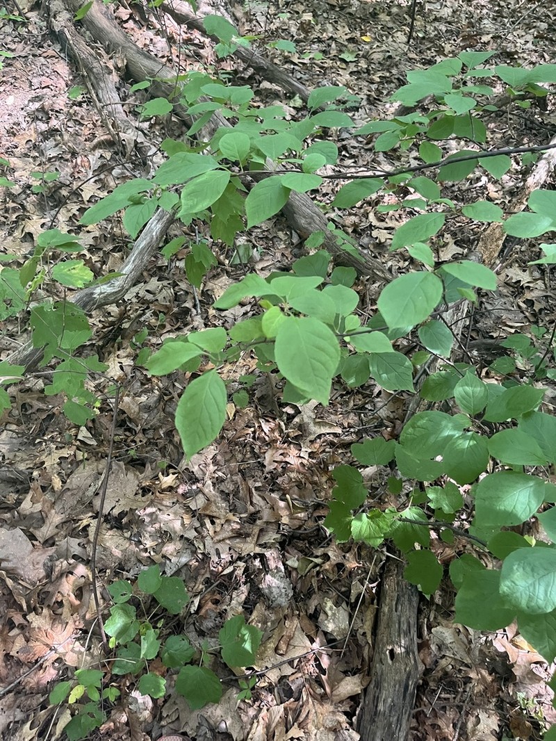 Mountain Silverbell photo 5