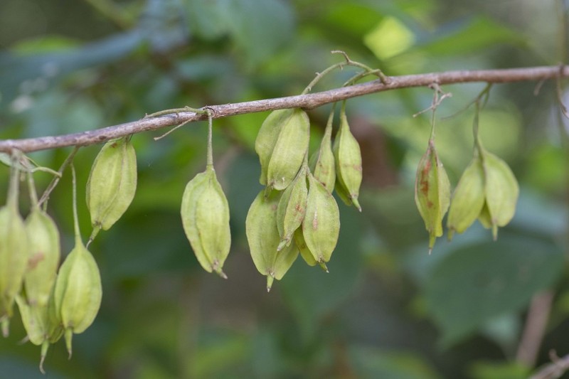 Two-Wing Silverbell
