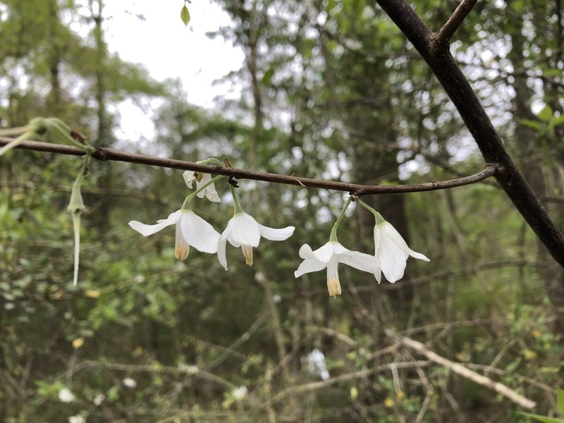 Two-Wing Silverbell photo 7