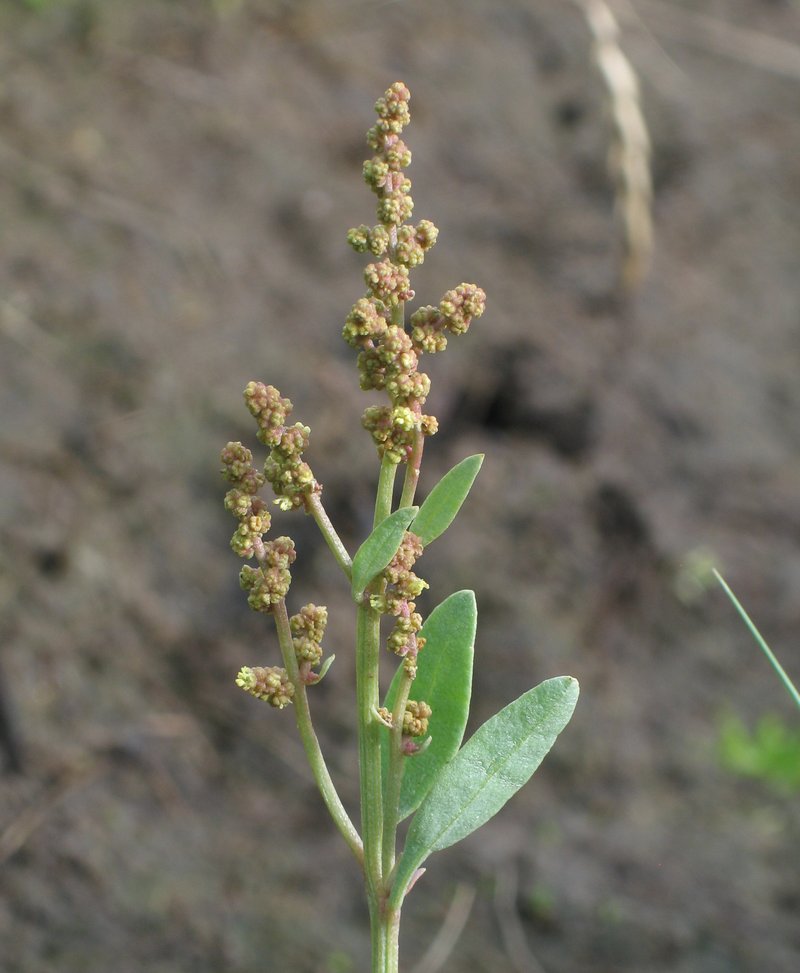 Halimione portulacoides