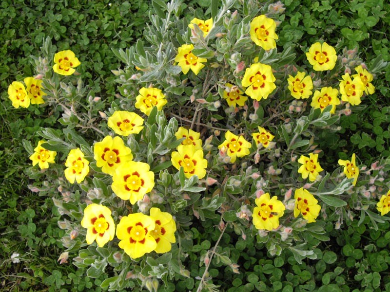 Lisbon False Sun-Rose photo 4