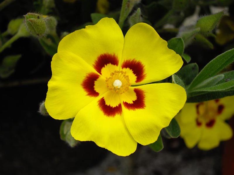 Lisbon False Sun-Rose photo 5