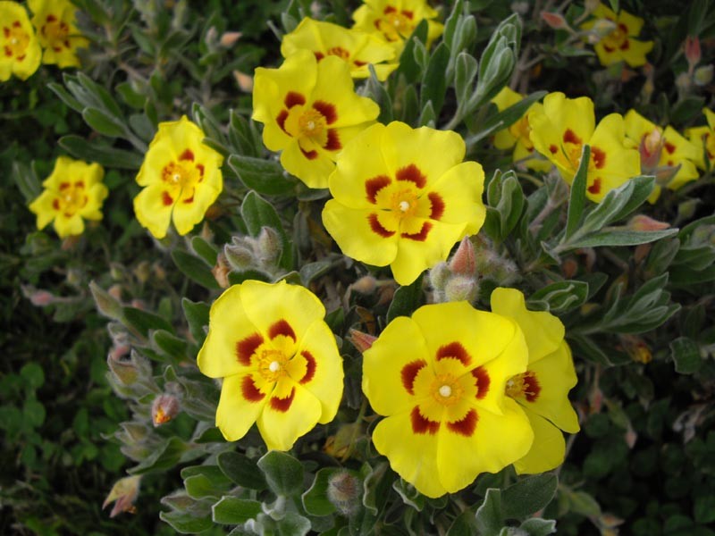 Lisbon False Sun-Rose