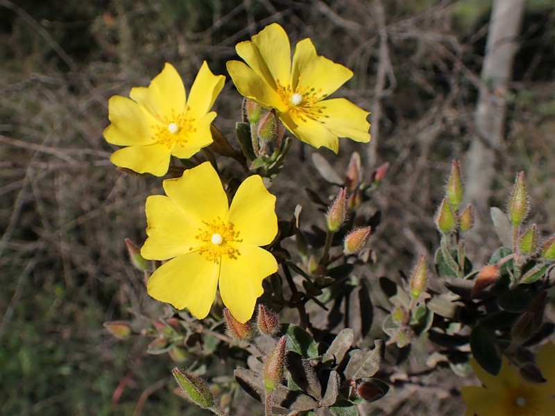 Lisbon False Sun-Rose photo 2