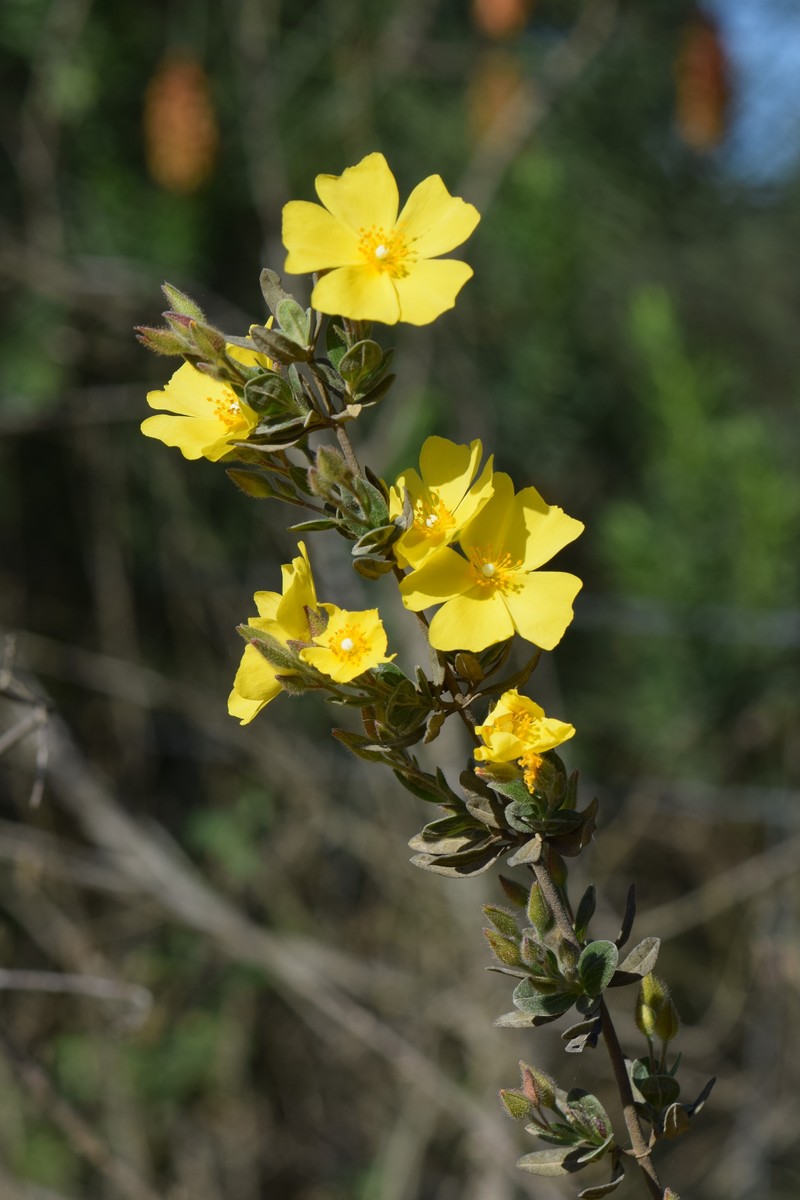 Lisbon False Sun-Rose photo 3