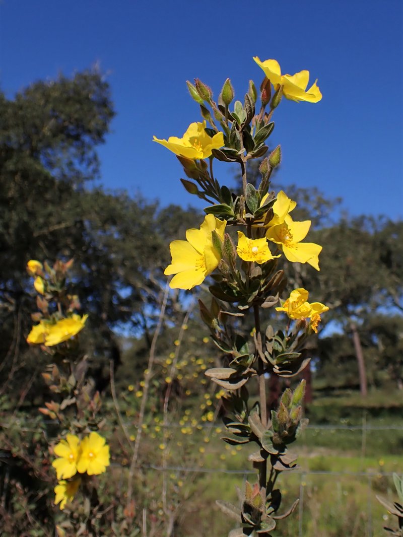 Lisbon False Sun-Rose photo 6