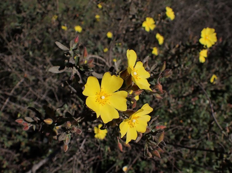 Lisbon False Sun-Rose photo 7
