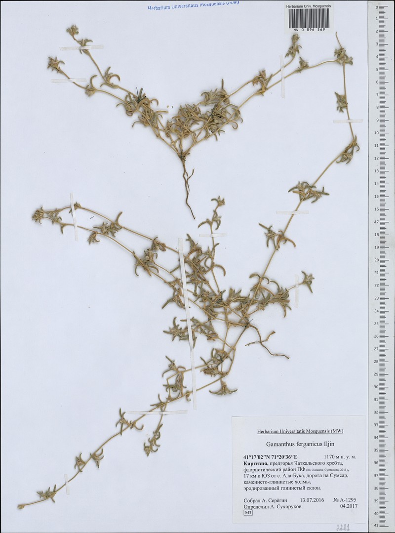 Halimocnemis ferganica