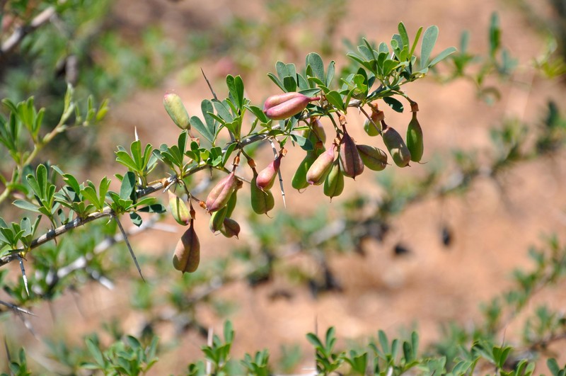Common Salttree photo 3