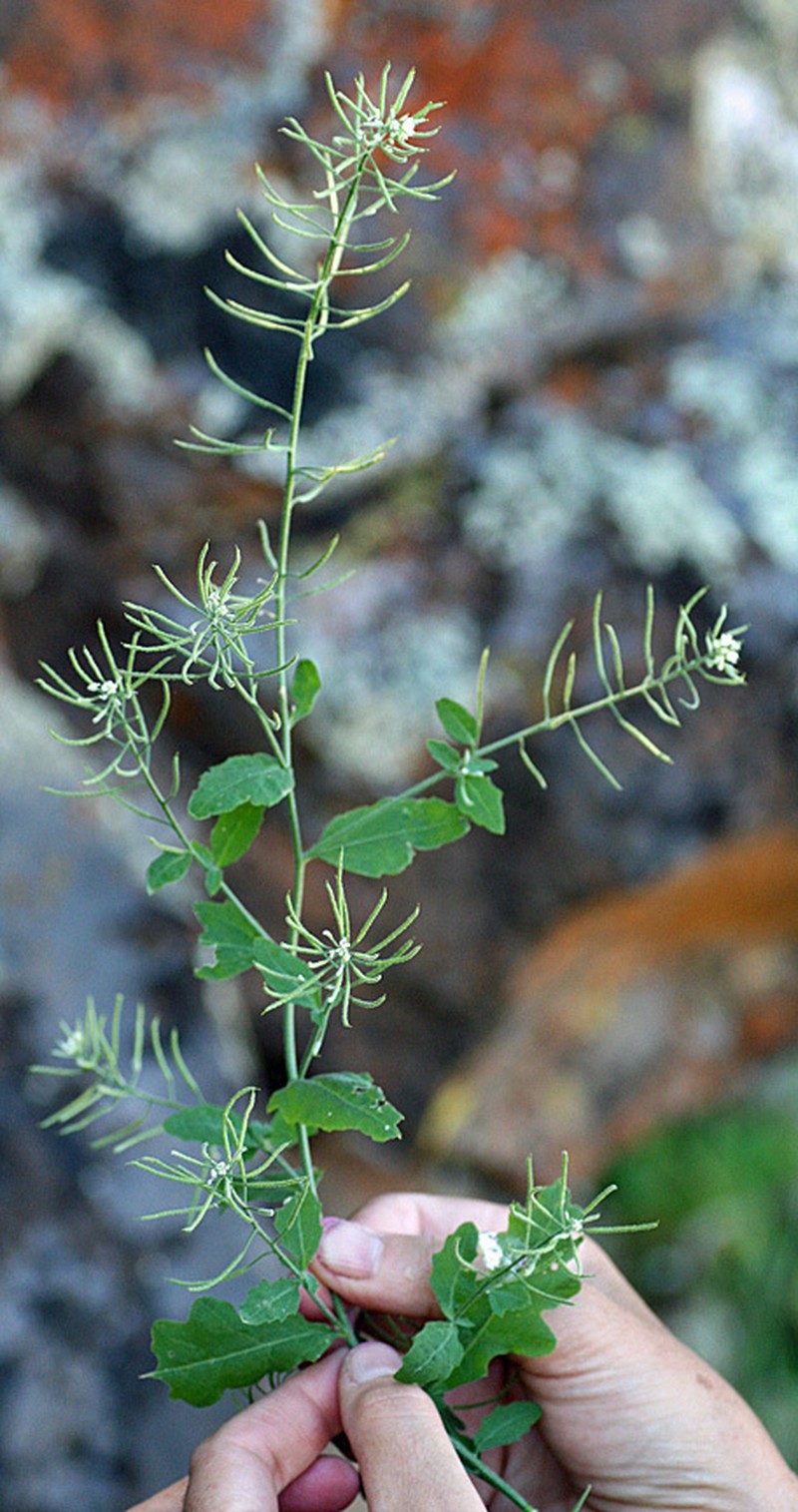 Halimolobos diffusus