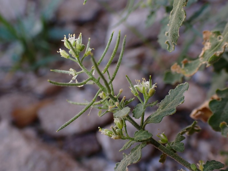 Halimolobos diffusus photo 2