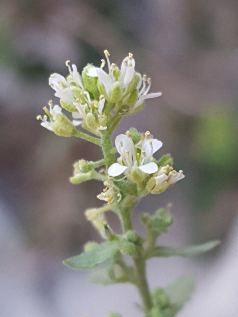 Halimolobos diffusus photo 4