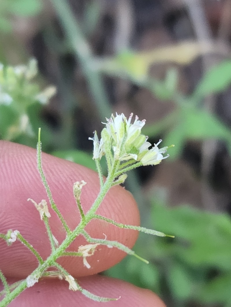 Halimolobos diffusus photo 5