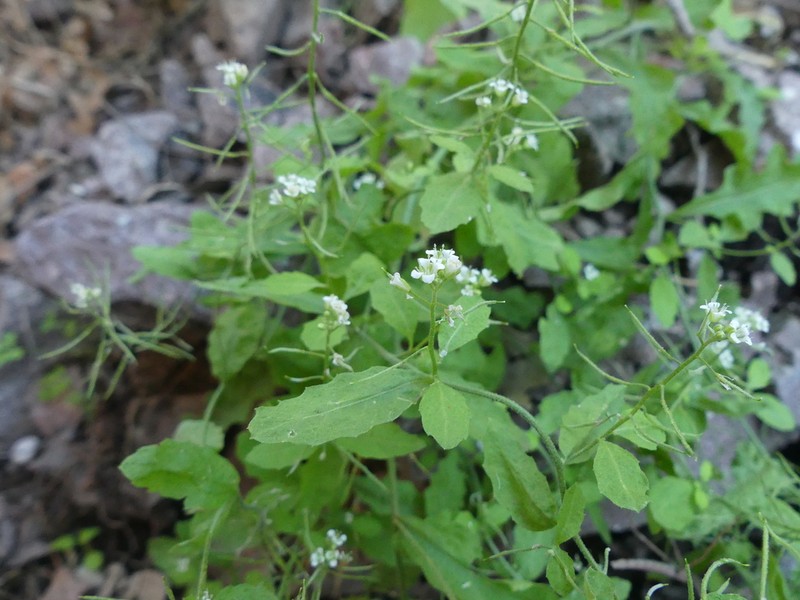 Halimolobos diffusus photo 6