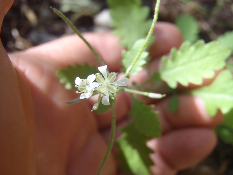 Halimolobos diffusus photo 7