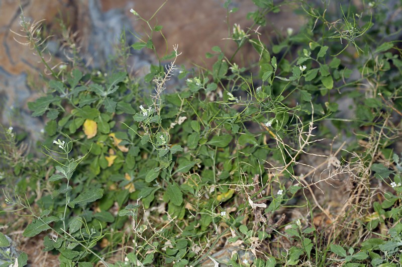Mojave Halimolobos