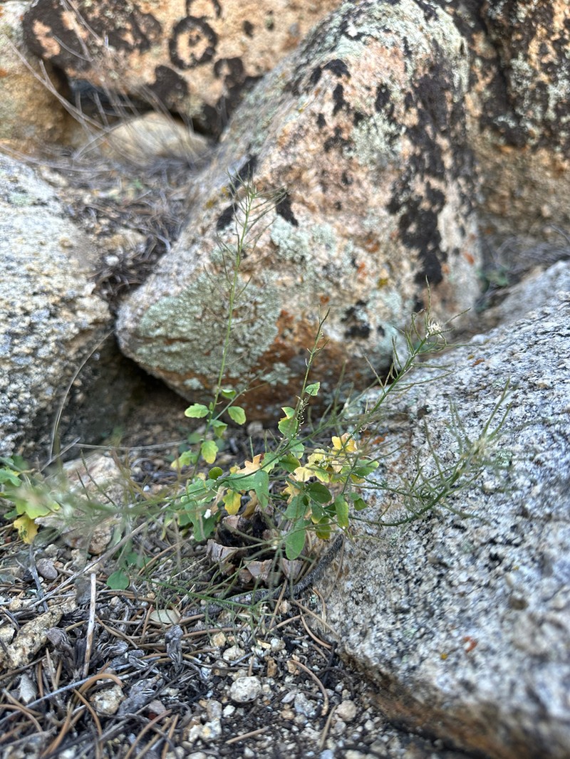 Mojave Halimolobos photo 3