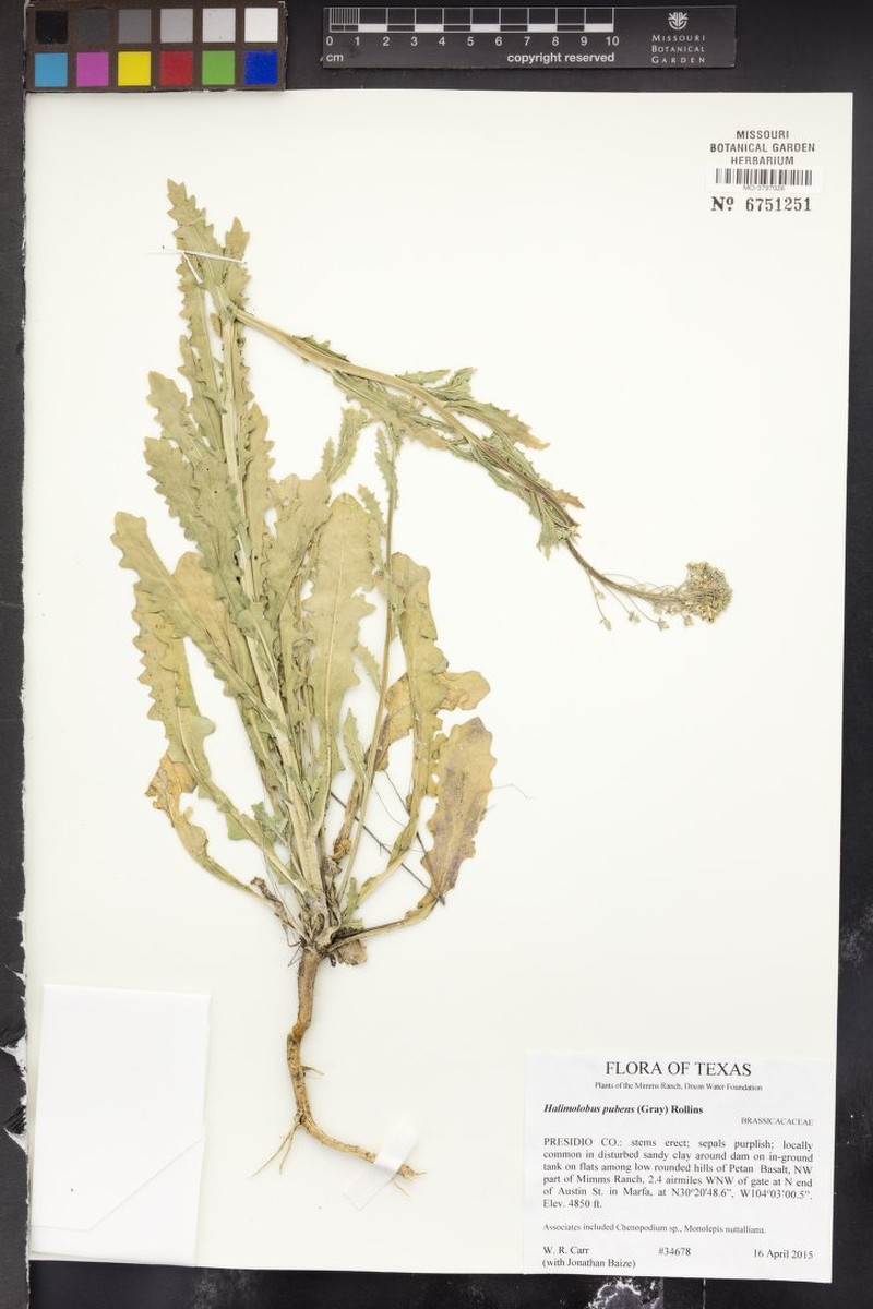 Trans-Pecos Cress