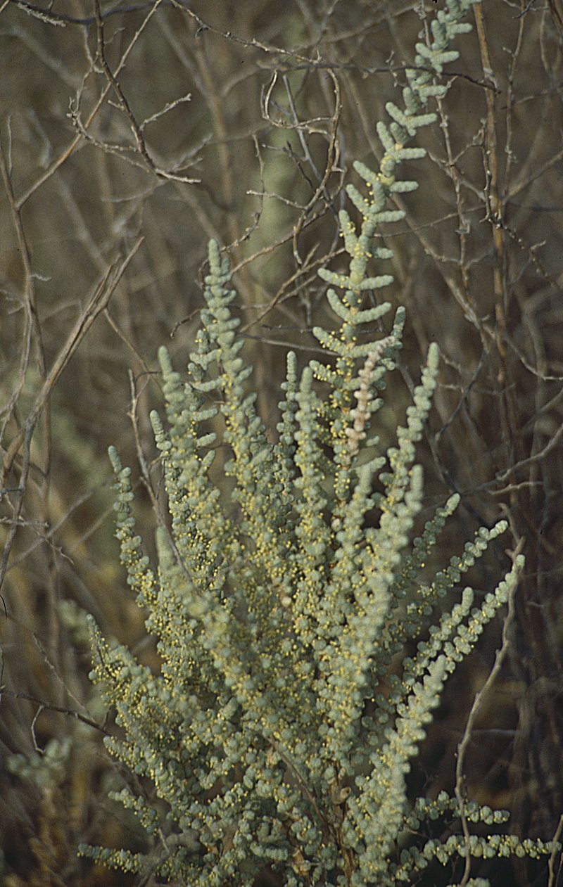 Halocnemum strobilaceum