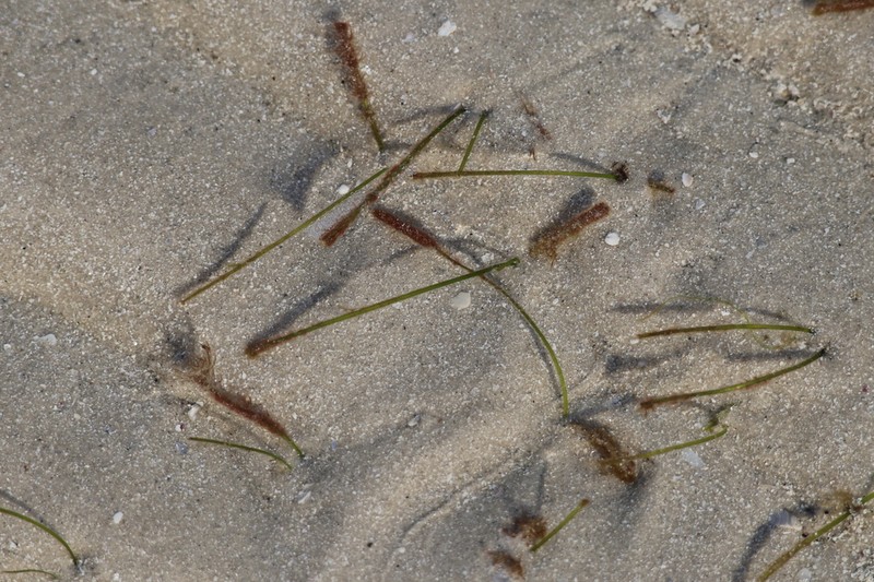 Shoalweed