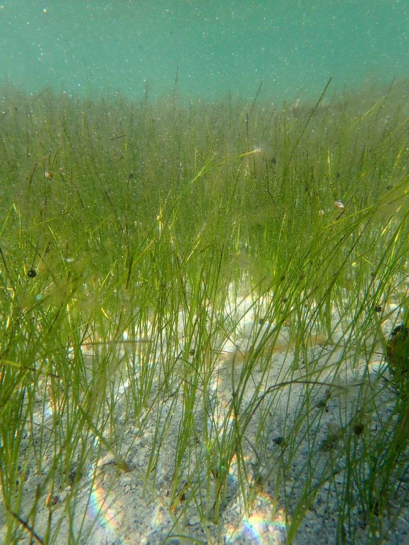 Shoalweed photo 3