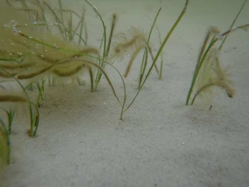 Shoalweed photo 4