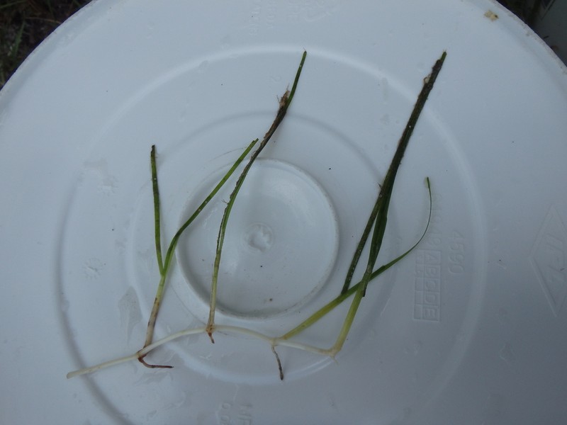 Shoalweed photo 5