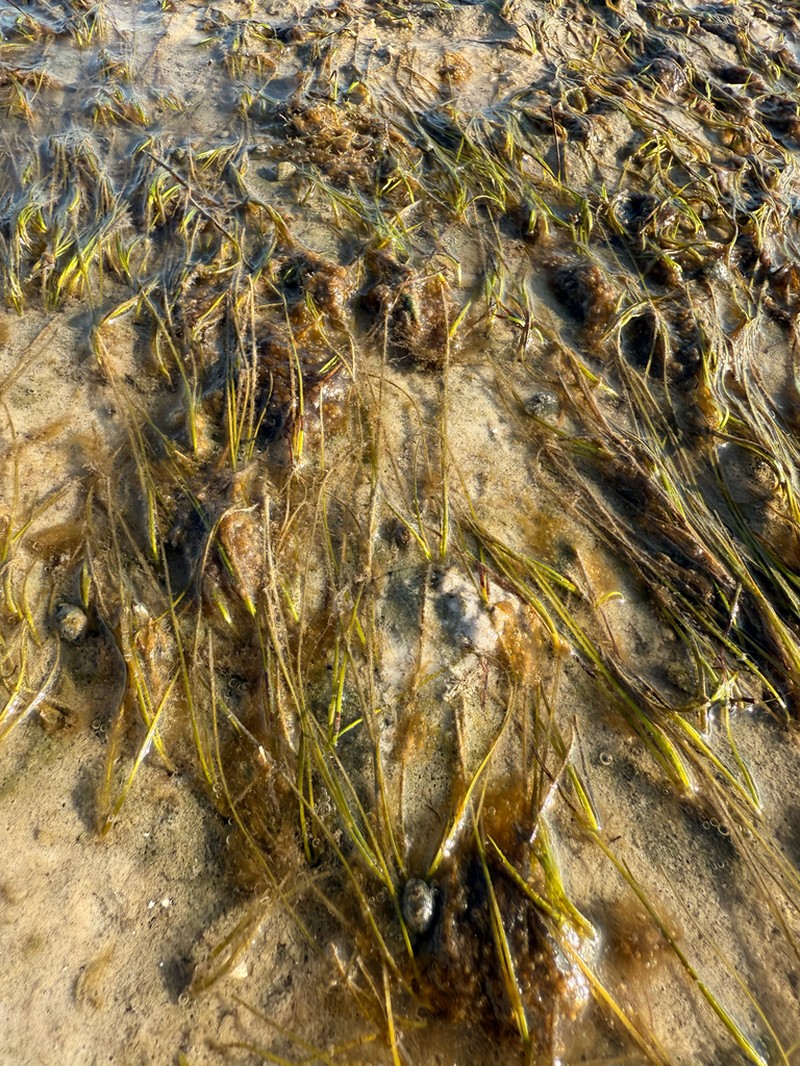 Shoalweed photo 6
