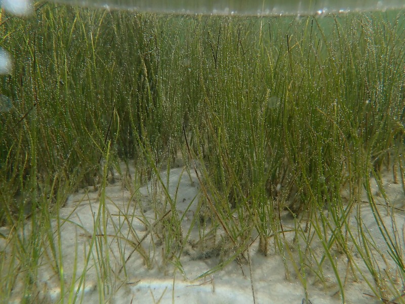Shoalweed photo 7